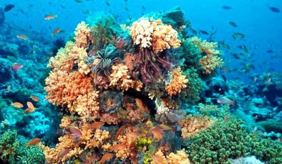 coral calcio